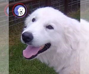Great Pyrenees Dogs for adoption in Spring, TX, USA