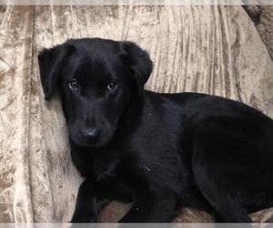 Mutt Dogs for adoption in Thief River Falls, MN, USA