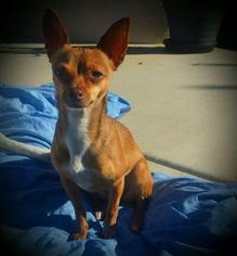 Medium Photo #1 Chihuahua Puppy For Sale in Phoenix, AZ, USA