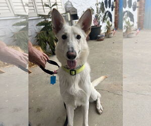 German Shepherd Dog Dogs for adoption in San Diego, CA, USA