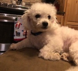 ShihPoo Dogs for adoption in Newport, KY, USA