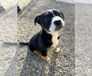 Mutt Dogs for adoption in Bemidji, MN, USA