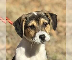 Australian Shepherd-Unknown Mix Dogs for adoption in Yardley, PA, USA