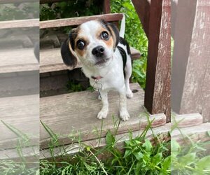 Beagle-Chihuahua Mix Dogs for adoption in Lockport, IL, USA