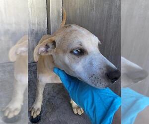 American Staffordshire Terrier-Unknown Mix Dogs for adoption in San Antonio, TX, USA