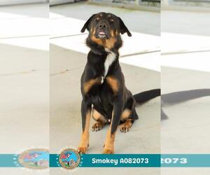 German Shepherd Dog-Unknown Mix Dogs for adoption in Mobile, AL, USA