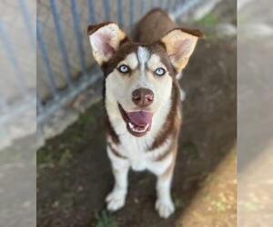 Siberian Husky Dogs for adoption in Riverside, CA, USA