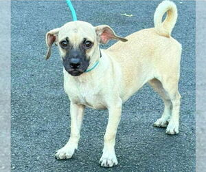 Puggle Dogs for adoption in Virginia Beach, VA, USA