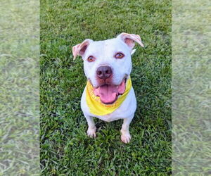 American Bulldog-Unknown Mix Dogs for adoption in Calhoun, GA, USA