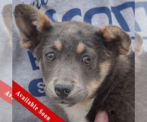 Pembroke Welsh Corgi Dogs for adoption in Huntley, IL, USA
