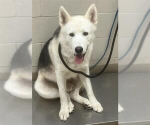 German Shepherd Dog-Huskies Mix Dogs for adoption in Santa Maria, CA, USA