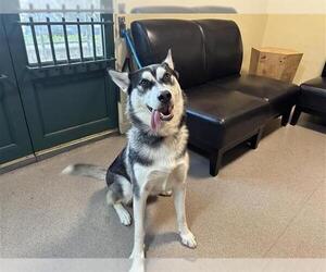 Siberian Husky Dogs for adoption in Pasadena, CA, USA