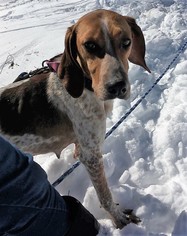 English Foxhound Dogs for adoption in Orleans, VT, USA