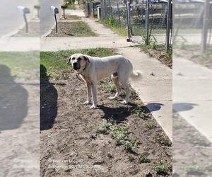 Great Pyrenees-Unknown Mix Dogs for adoption in San Antonio, TX, USA