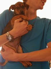 Chiweenie Dogs for adoption in Midland, TX, USA