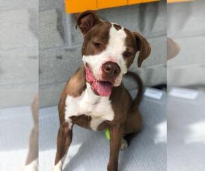 American Bulldog-Unknown Mix Dogs for adoption in Miami, FL, USA