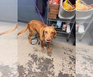Labrador Retriever-Unknown Mix Dogs for adoption in Tallahassee, FL, USA