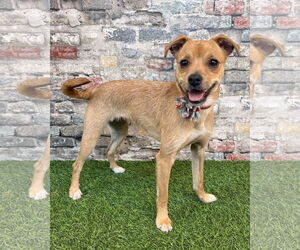 Mutt Dogs for adoption in Corona, CA, USA