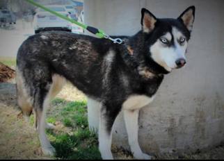 Siberian Husky Dogs for adoption in Wylie, TX, USA