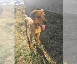 Mastiff-Unknown Mix Dogs for adoption in Ogden, UT, USA