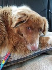 Sheprador Dogs for adoption in Leonardtown, MD, USA
