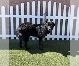 Border Collie-Unknown Mix Dogs for adoption in Modesto, CA, USA