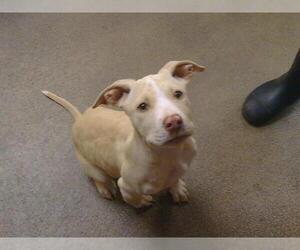 Mutt Dogs for adoption in Sacramento, CA, USA