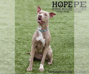 Labrador Retriever-Unknown Mix Dogs for adoption in Godfrey, IL, USA