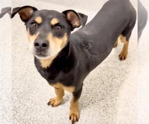 Miniature Pinscher-Unknown Mix Dogs for adoption in Houston, TX, USA
