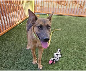 German Shepherd Dog-Unknown Mix Dogs for adoption in Las Vegas, NV, USA