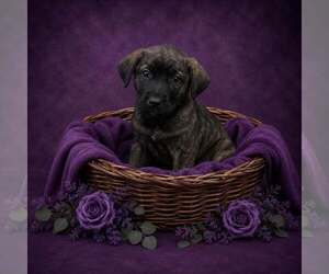 Mutt Dogs for adoption in Shillington, PA, USA