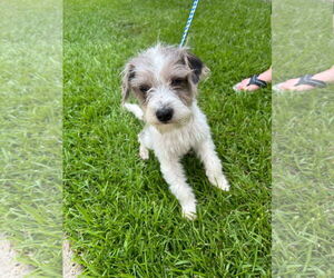 Australian Shepherd-Unknown Mix Dogs for adoption in New Orleans, LA, USA