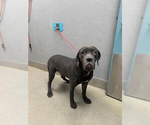 Mutt Dogs for adoption in Las Vegas, NV, USA