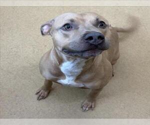 American Staffordshire Terrier Dogs for adoption in Derwood, MD, USA