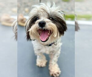 Shih Tzu-Unknown Mix Dogs for adoption in West Cornwall, CT, USA