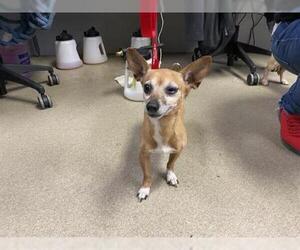Chihuahua Dogs for adoption in Charlotte, NC, USA