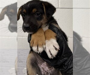 German Shepherd Dog Dogs for adoption in San Bernardino, CA, USA