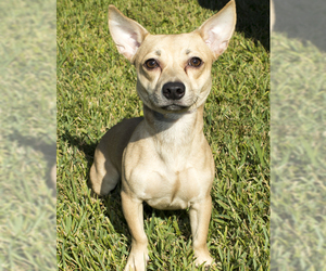 Dorgi Dogs for adoption in Santa Fe, TX, USA