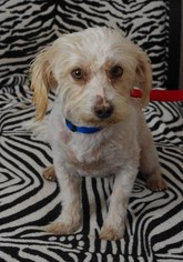 Bichon Frise-Unknown Mix Dogs for adoption in Tehachapi, CA, USA