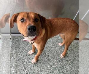 Labrador Retriever-Unknown Mix Dogs for adoption in Salisbury, NC, USA