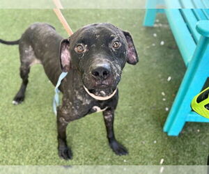 Labrador Retriever Dogs for adoption in Tavares, FL, USA