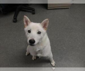 Shiba Inu Dogs for adoption in Richmond, IN, USA
