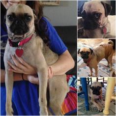 Pug Dogs for adoption in Lindale , TX, USA