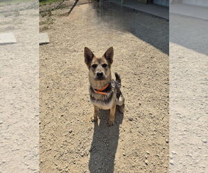 Mutt Dogs for adoption in Maquoketa, IA, USA