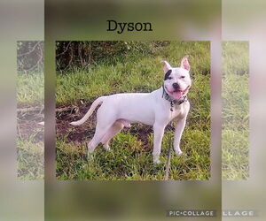 American Pit Bull Terrier-Unknown Mix Dogs for adoption in Kewanee, IL, USA