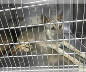 German Shepherd Dog-Unknown Mix Dogs for adoption in Oklahoma City, OK, USA
