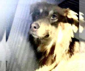 Border Collie-Unknown Mix Dogs for adoption in Houston, TX, USA