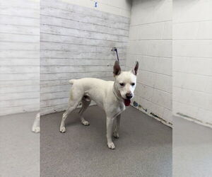 American Pit Bull Terrier-Unknown Mix Dogs for adoption in San Bernardino, CA, USA