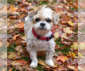 Shih Tzu Dogs for adoption in Riverwoods, IL, USA
