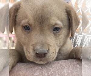 Golden Labrador Dogs for adoption in Pottstown, PA, USA